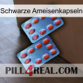 Black Ant Capsules 05